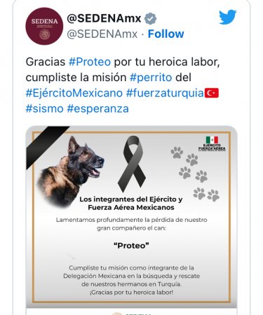 Meksikadan gələn xilasedici it Türkiyədə dağıntılar altında qalaraq ölüb 