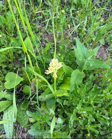Mehriban Əliyeva Qarabağdan yeni paylaşım edib - FOTO