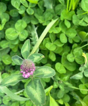 Mehriban Əliyeva Qarabağdan yeni paylaşım edib - FOTO