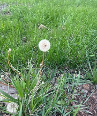 Mehriban Əliyeva Qarabağdan yeni paylaşım edib - FOTO