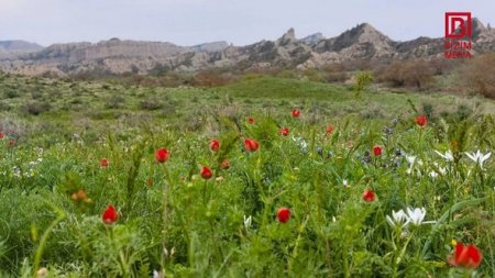 Azərbaycanda Kapadokya ilə müqayisə edilən yeni milli park yaradılır