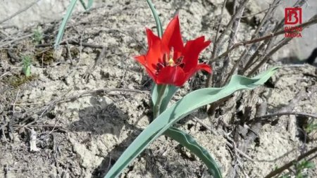 Azərbaycanda Kapadokya ilə müqayisə edilən yeni milli park yaradılır