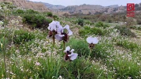 Azərbaycanda Kapadokya ilə müqayisə edilən yeni milli park yaradılır