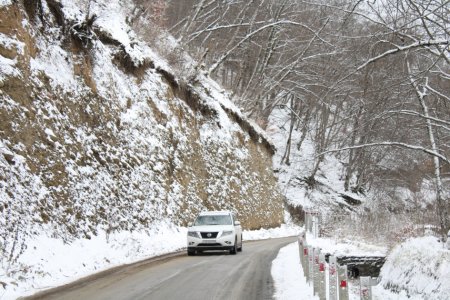 Qəçrəş meşəsi FOTOREPORTAJ