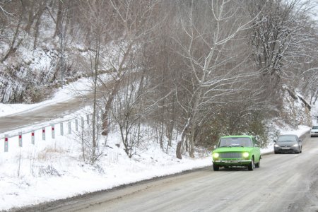 Qəçrəş meşəsi FOTOREPORTAJ