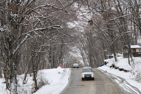 Qəçrəş meşəsi FOTOREPORTAJ
