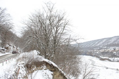 Qəçrəş meşəsi FOTOREPORTAJ