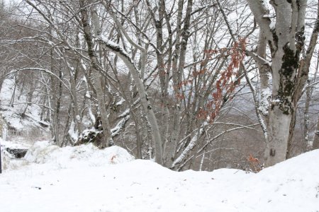 Qəçrəş meşəsi FOTOREPORTAJ